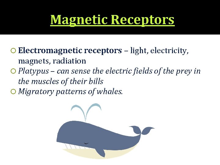 Magnetic Receptors Electromagnetic receptors – light, electricity, magnets, radiation Platypus – can sense the