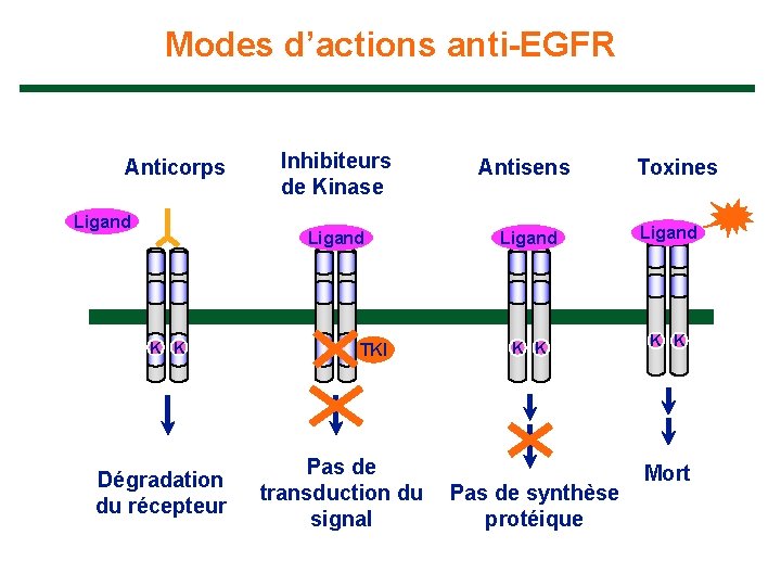 Modes d’actions anti-EGFR Anticorps Ligand K K Dégradation du récepteur Inhibiteurs de Kinase Antisens