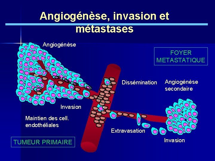 Angiogénèse, invasion et métastases Angiogénèse FOYER METASTATIQUE Dissémination Angiogénèse secondaire Invasion Maintien des cell.