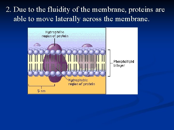 2. Due to the fluidity of the membrane, proteins are able to move laterally
