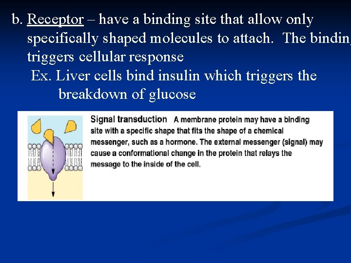 b. Receptor – have a binding site that allow only specifically shaped molecules to
