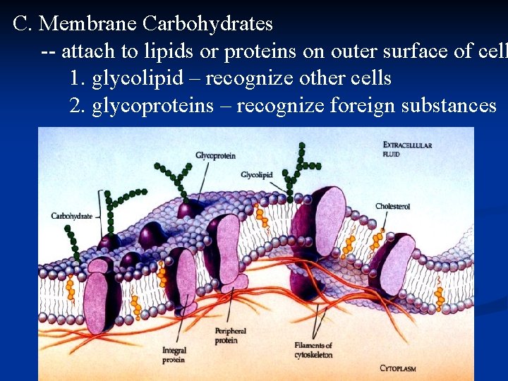 C. Membrane Carbohydrates -- attach to lipids or proteins on outer surface of cell