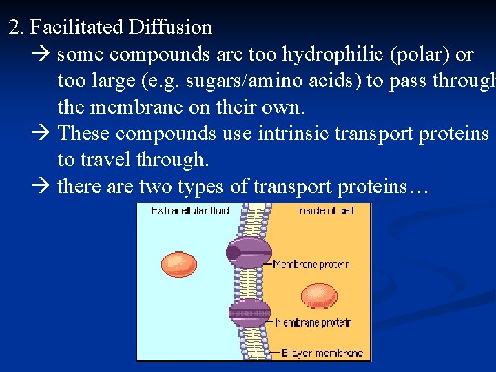 2. Facilitated Diffusion some compounds are too hydrophilic (polar) or too large (e. g.