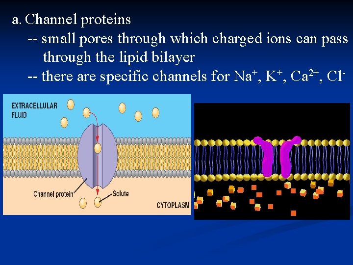 a. Channel proteins -- small pores through which charged ions can pass through the