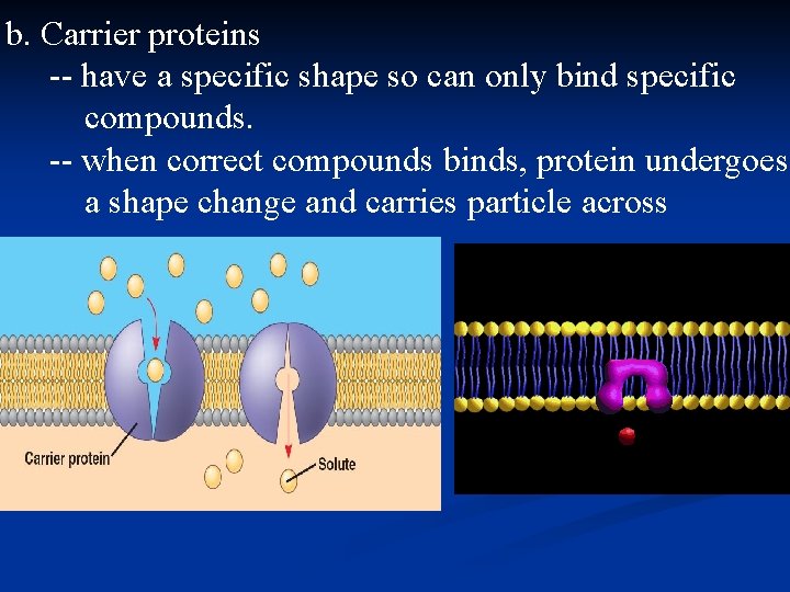 b. Carrier proteins -- have a specific shape so can only bind specific compounds.