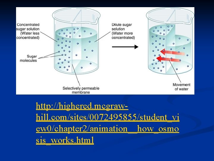 http: //highered. mcgrawhill. com/sites/0072495855/student_vi ew 0/chapter 2/animation__how_osmo sis_works. html 