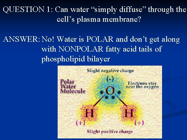 QUESTION 1: Can water “simply diffuse” through the cell’s plasma membrane? ANSWER: No! Water