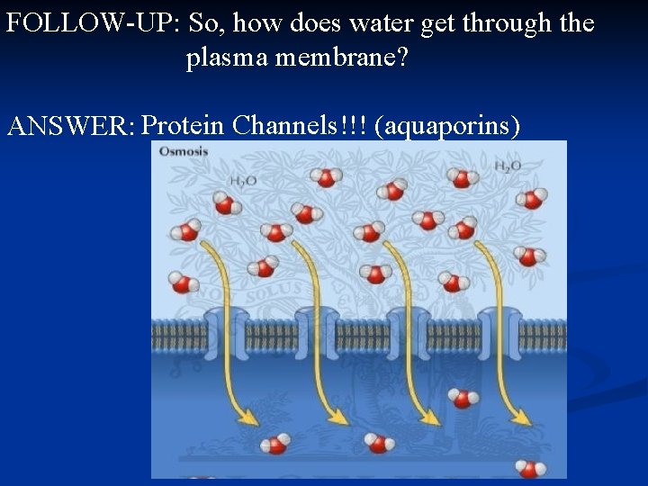 FOLLOW-UP: So, how does water get through the plasma membrane? ANSWER: Protein Channels!!! (aquaporins)