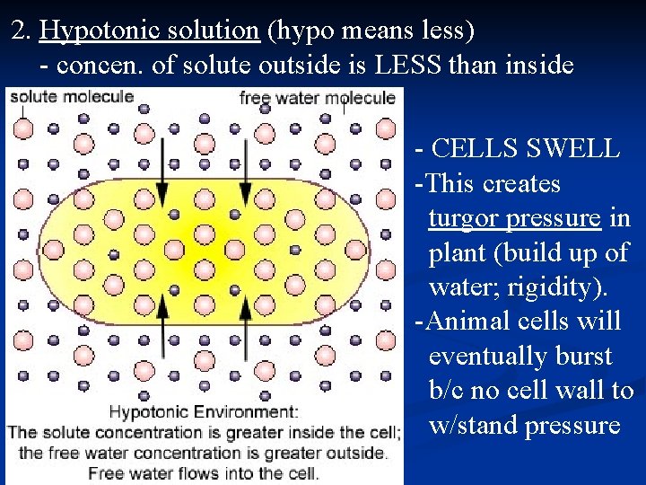 2. Hypotonic solution (hypo means less) - concen. of solute outside is LESS than