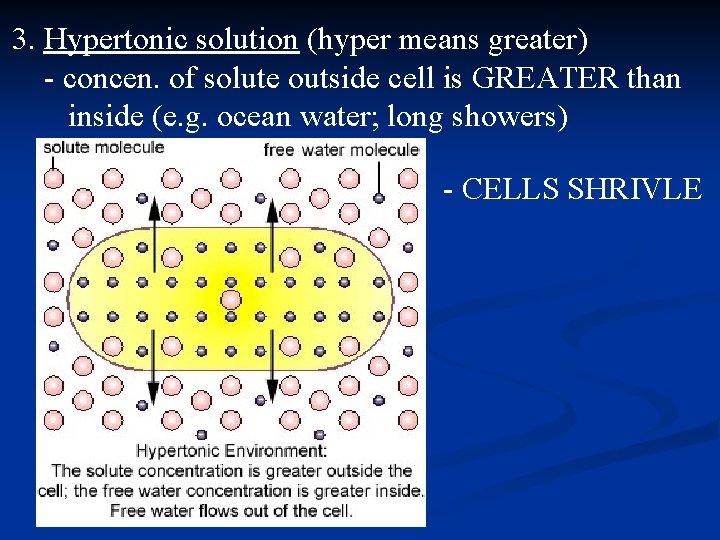 3. Hypertonic solution (hyper means greater) - concen. of solute outside cell is GREATER