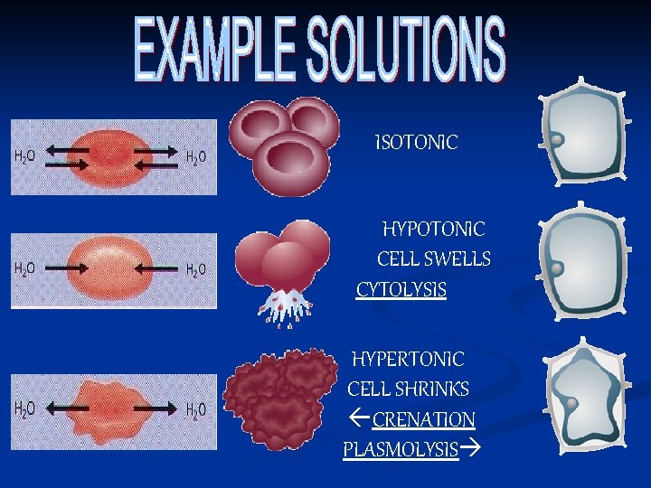 ISOTONIC HYPOTONIC CELL SWELLS CYTOLYSIS HYPERTONIC CELL SHRINKS CRENATION PLASMOLYSIS 
