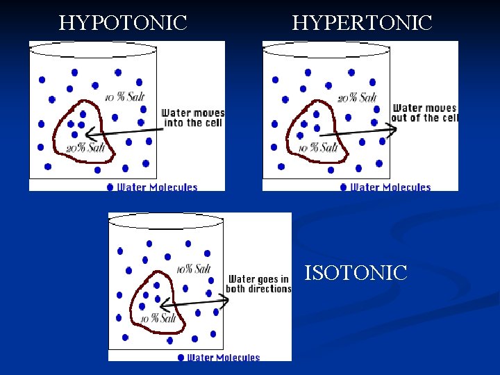 HYPOTONIC HYPERTONIC ISOTONIC 