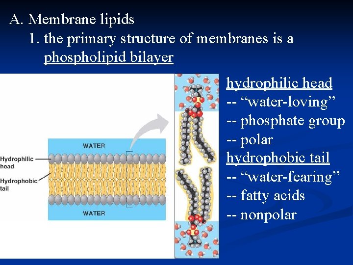 A. Membrane lipids 1. the primary structure of membranes is a phospholipid bilayer hydrophilic