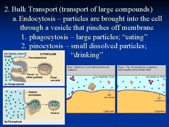 2. Bulk Transport (transport of large compounds) a. Endocytosis – particles are brought into