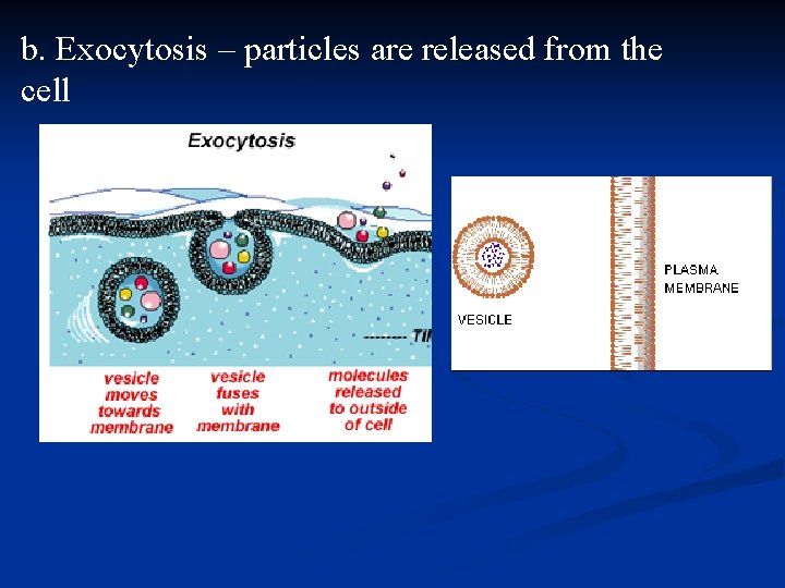 b. Exocytosis – particles are released from the cell 