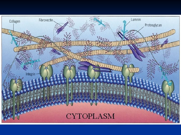 CYTOPLASM 