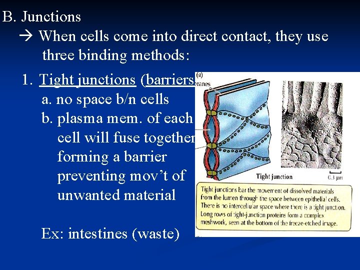 B. Junctions When cells come into direct contact, they use three binding methods: 1.