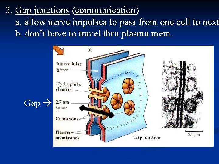 3. Gap junctions (communication) a. allow nerve impulses to pass from one cell to
