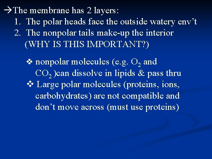  The membrane has 2 layers: 1. The polar heads face the outside watery