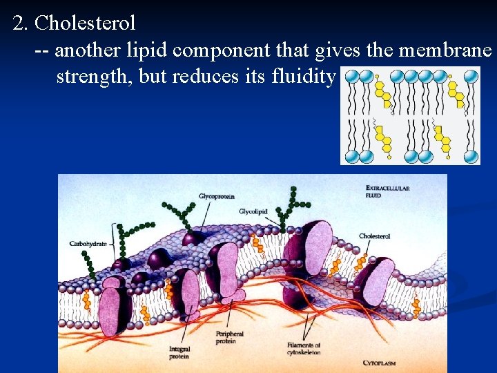 2. Cholesterol -- another lipid component that gives the membrane strength, but reduces its