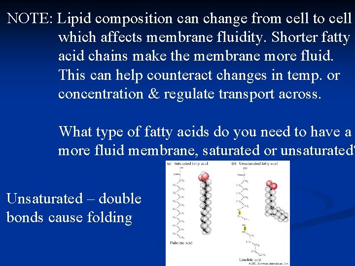 NOTE: Lipid composition can change from cell to cell which affects membrane fluidity. Shorter