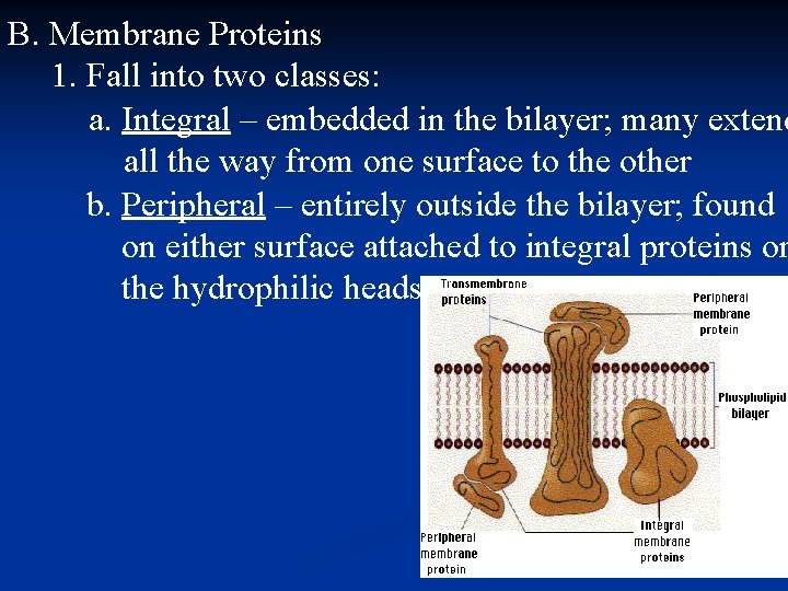 B. Membrane Proteins 1. Fall into two classes: a. Integral – embedded in the