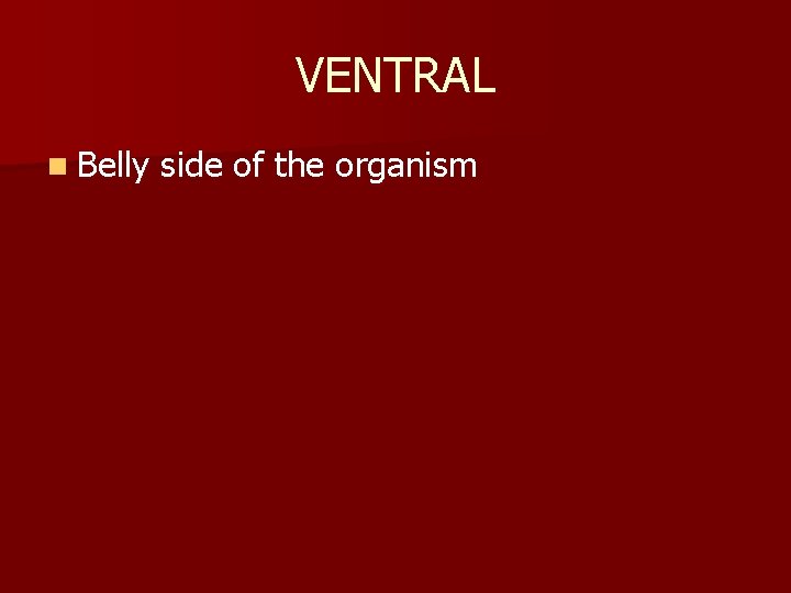 VENTRAL n Belly side of the organism 