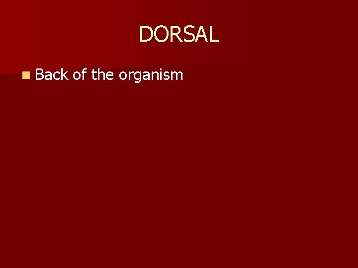 DORSAL n Back of the organism 