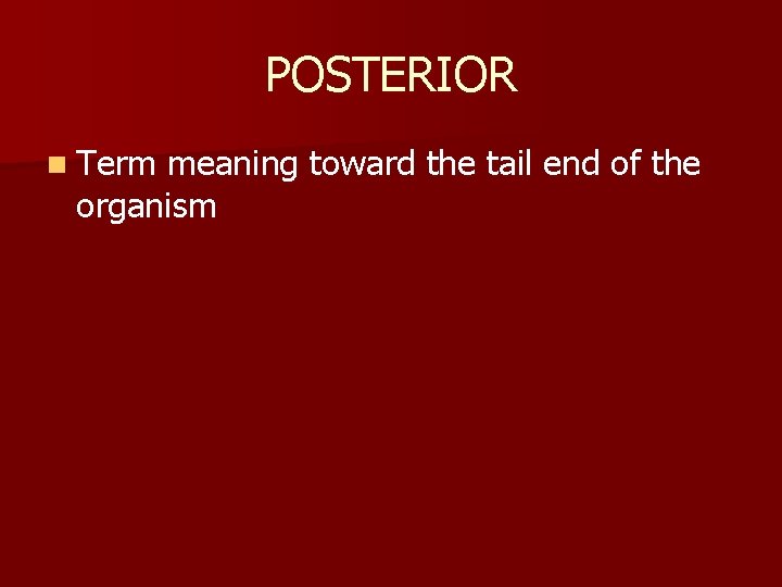 POSTERIOR n Term meaning toward the tail end of the organism 