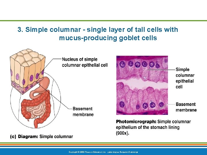 3. Simple columnar - single layer of tall cells with mucus-producing goblet cells Copyright