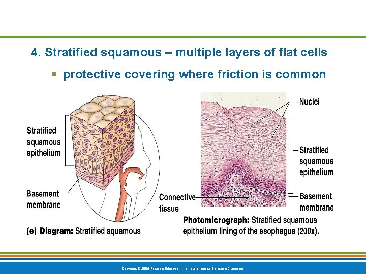 4. Stratified squamous – multiple layers of flat cells § protective covering where friction