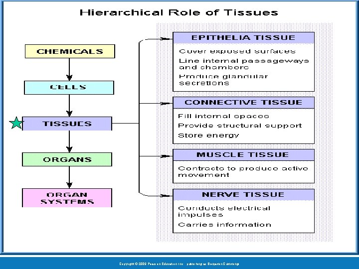 Copyright © 2009 Pearson Education, Inc. , publishing as Benjamin Cummings 