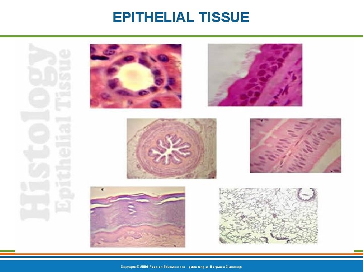 EPITHELIAL TISSUE Copyright © 2009 Pearson Education, Inc. , publishing as Benjamin Cummings 