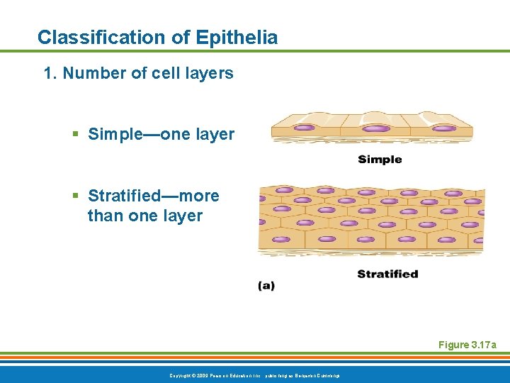Classification of Epithelia 1. Number of cell layers § Simple—one layer § Stratified—more than