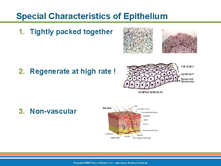 Special Characteristics of Epithelium 1. Tightly packed together 2. Regenerate at high rate !