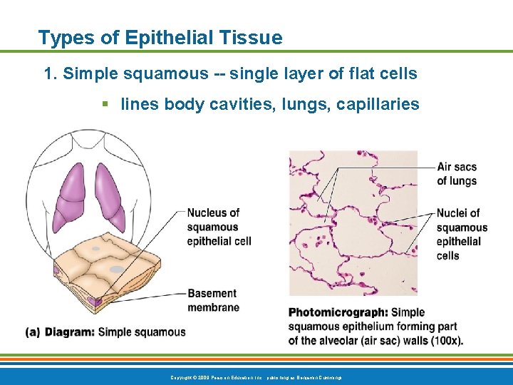 Types of Epithelial Tissue 1. Simple squamous -- single layer of flat cells §