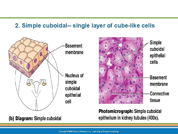 2. Simple cuboidal-- single layer of cube-like cells Copyright © 2009 Pearson Education, Inc.