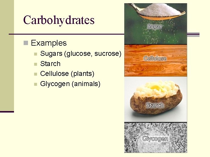 Carbohydrates n Examples n n Sugars (glucose, sucrose) Starch Cellulose (plants) Glycogen (animals) 