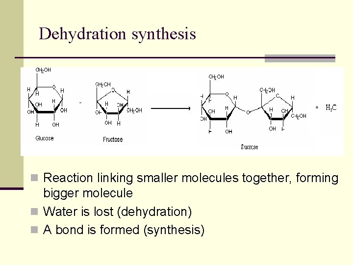 Dehydration synthesis n Reaction linking smaller molecules together, forming bigger molecule n Water is