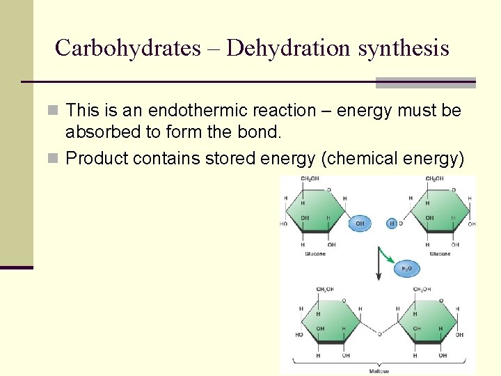 Carbohydrates – Dehydration synthesis n This is an endothermic reaction – energy must be