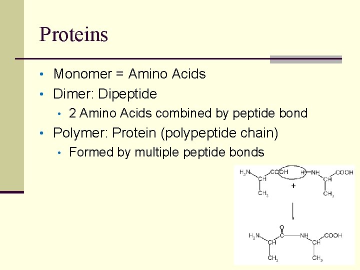 Proteins • Monomer = Amino Acids • Dimer: Dipeptide • 2 Amino Acids combined