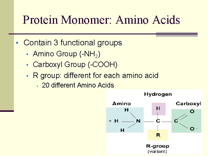 Protein Monomer: Amino Acids • Contain 3 functional groups • Amino Group (-NH 2)