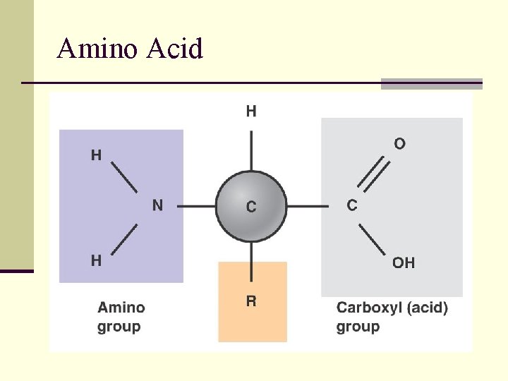 Amino Acid 