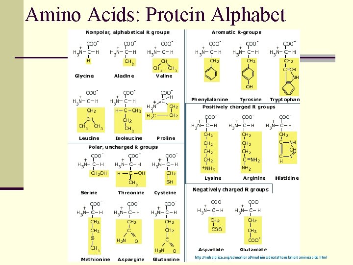 Amino Acids: Protein Alphabet http: //nobelprize. org/educational/medicine/dna/a/translation/aminoacids. html 