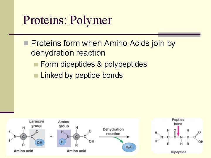 Proteins: Polymer n Proteins form when Amino Acids join by dehydration reaction Form dipeptides