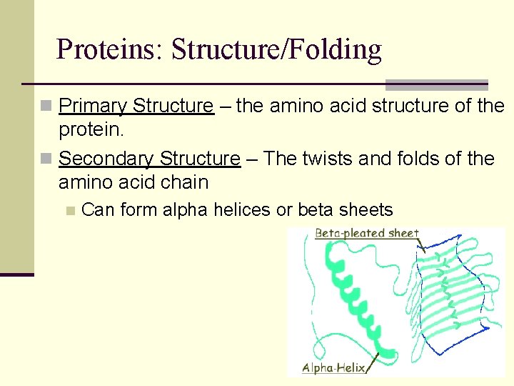 Proteins: Structure/Folding n Primary Structure – the amino acid structure of the protein. n