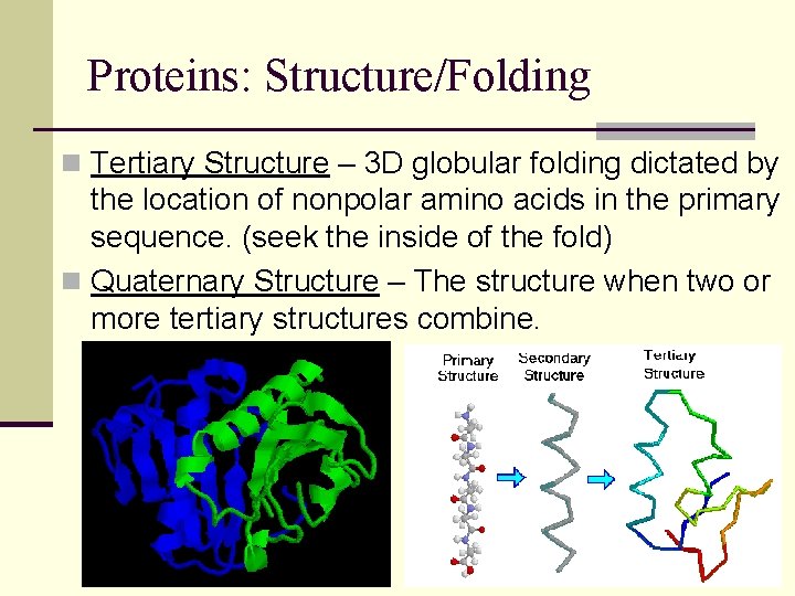Proteins: Structure/Folding n Tertiary Structure – 3 D globular folding dictated by the location