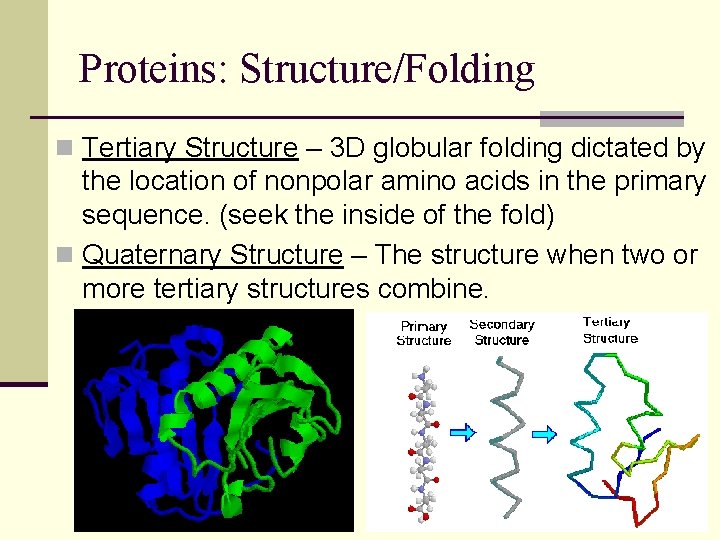 Proteins: Structure/Folding n Tertiary Structure – 3 D globular folding dictated by the location