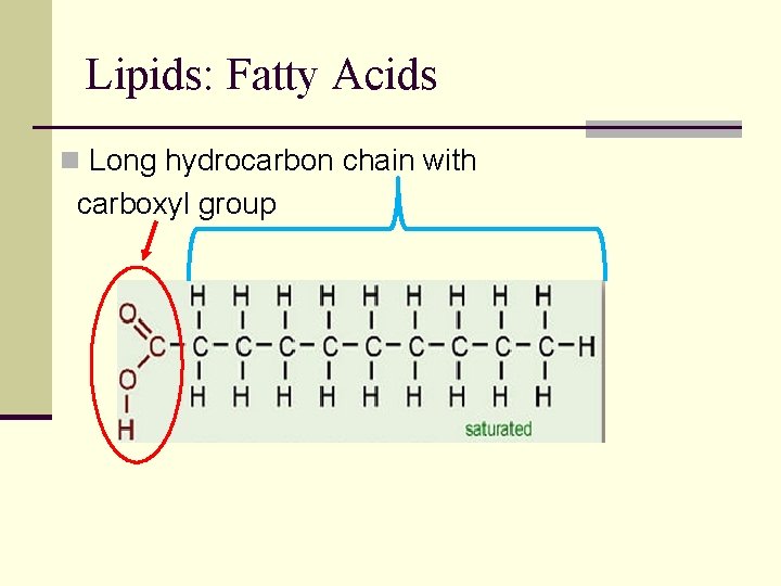 Lipids: Fatty Acids n Long hydrocarbon chain with carboxyl group 