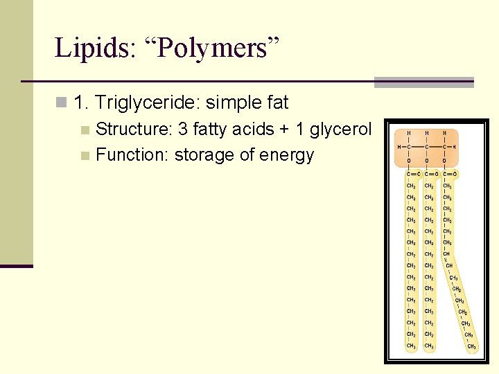 Lipids: “Polymers” n 1. Triglyceride: simple fat n Structure: 3 fatty acids + 1